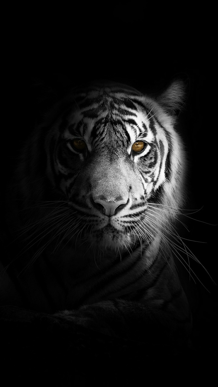 Hình nền hổ mạnh mẽ: Những hình ảnh nền hổ mạnh mẽ với các đường nét sắc sảo, khoẻ khoắn sẽ khiến bạn cảm thấy đầy năng lượng và sức mạnh. Chỉ cần một cái nhìn, bạn sẽ thấy được sự mạnh mẽ, hoang dã của con hổ trên hình nền này.