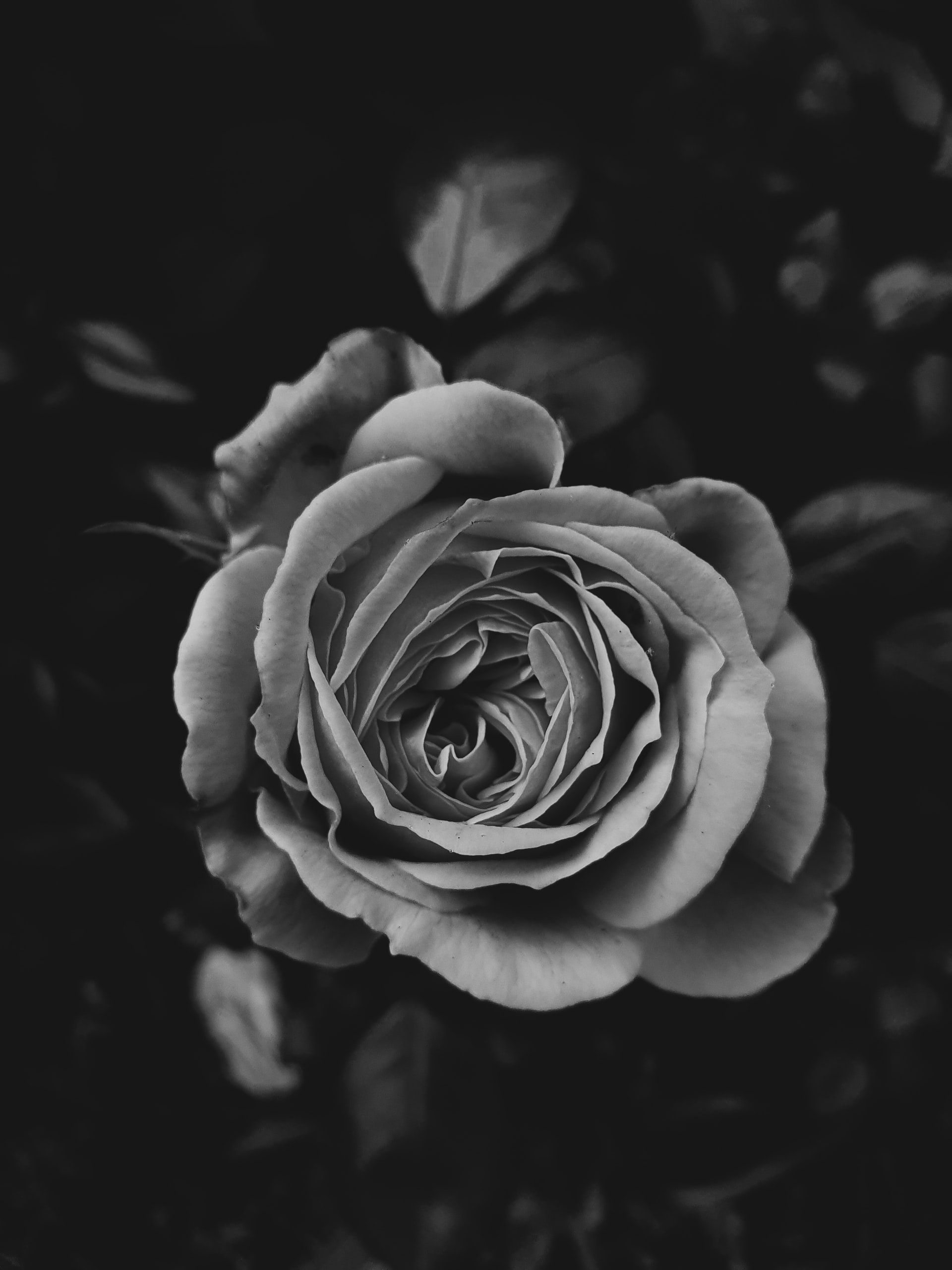 57 Hình ảnh hoa sen trắng làm ảnh đại diện tang lễ ý tưởng  hoa sen tang  lễ hoa