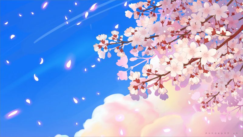 Hình ảnh anime với hoa anh đào