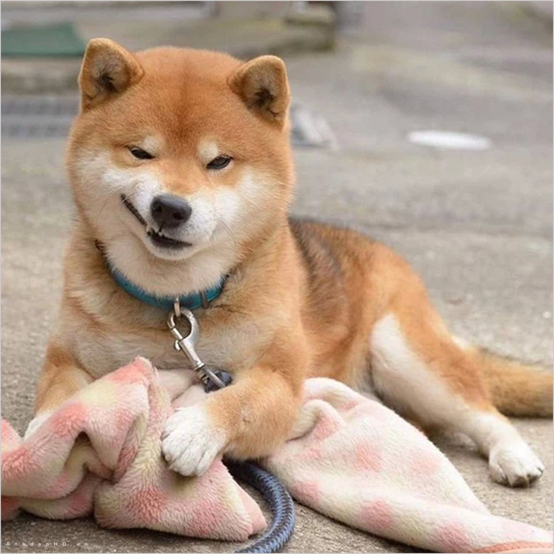 Shiba Inu 66 bức ảnh mô tả về giống chó Nhật Bản nhân vật và huấn luyện  chó con kích thước và đặc điểm của màu sắc đánh giá của chủ sở