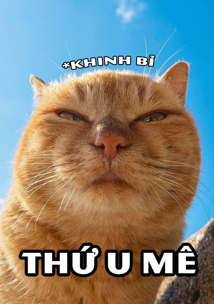 999 ảnh MeMe Mèo hài hước meme mèo bựa Phần 1