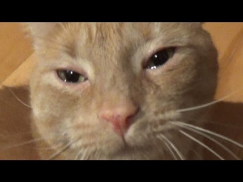 Hình ảnh mèo khóc buồn