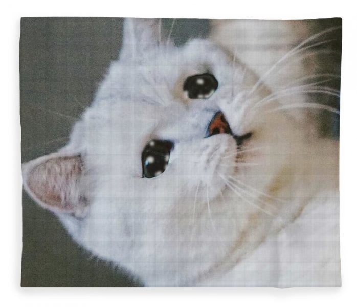 Bilder von weinenden Katzen mit Glitzer
