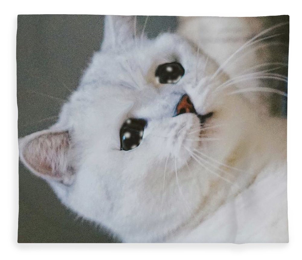 99+ Hình Ảnh Mèo Khóc, Cute Khiến Bạn Bật Cười Vì Quá Hài