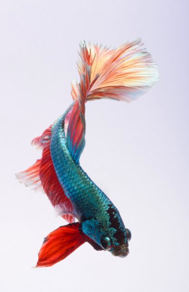 ảnh nền cá Betta đang bơi xinh