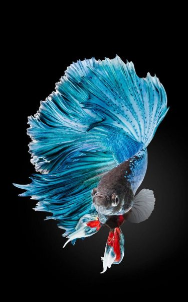 ảnh nền cá Betta Galaxy
