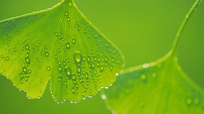 Ảnh nền lá cây dưới trời mưa