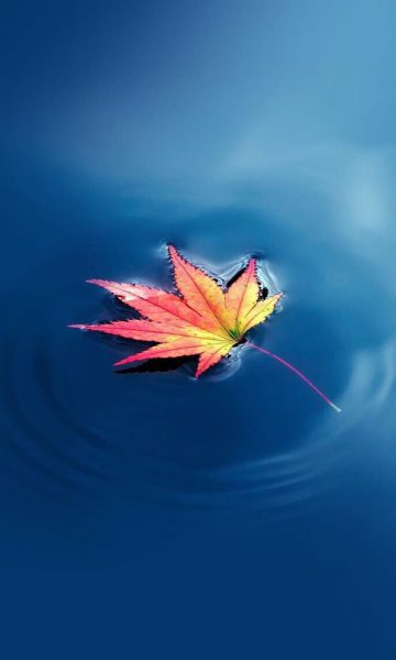 Ảnh nền lá cây nghệ thuật