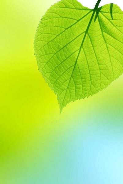 Ảnh nền lá cây nhẹ nhàng