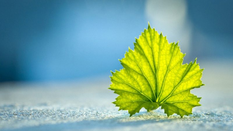 Ảnh nền lá cây trên mặt tuyết