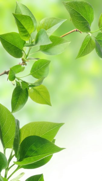 Ảnh nền lá cây tươi tốt