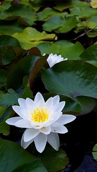 Hình ảnh avatar tang lễ hoa sen trắng