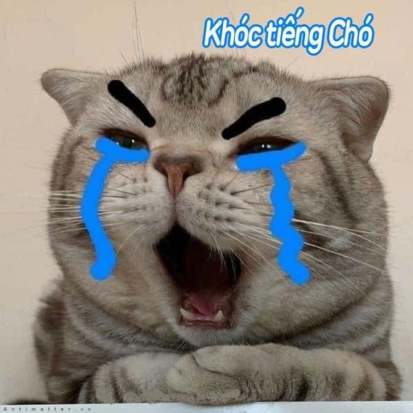 Hình ảnh mèo khóc
