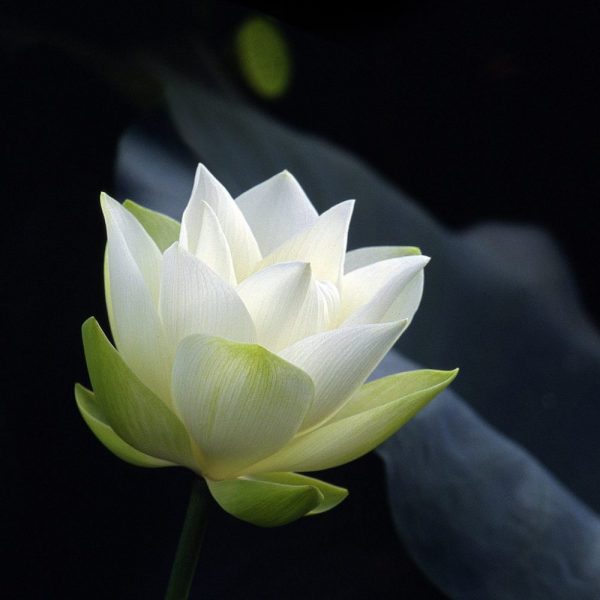 Hình avatar tang lễ hoa trắng