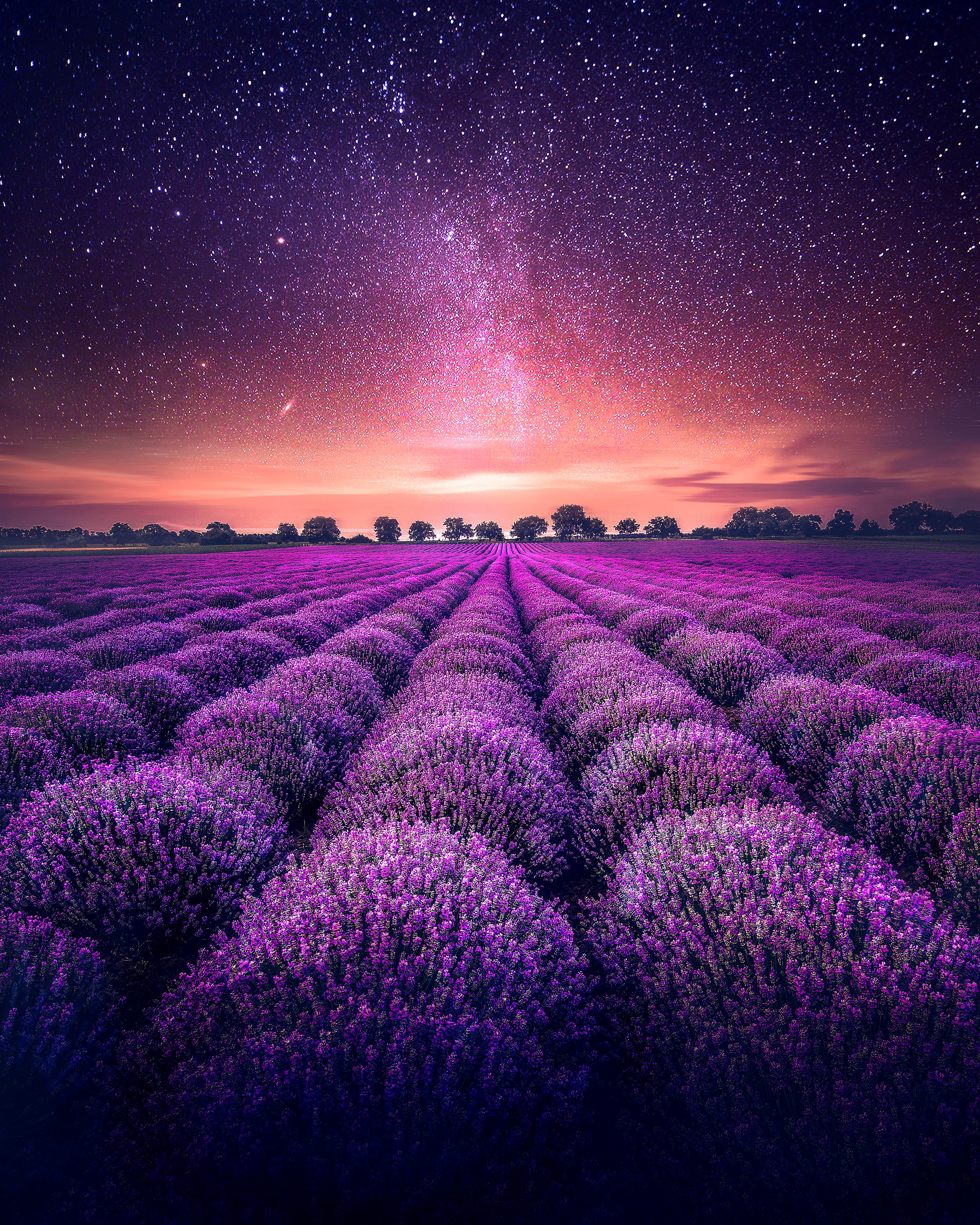 Hoa Lavender Ảnh nền  Tải xuống điện thoại di động của bạn từ PHONEKY