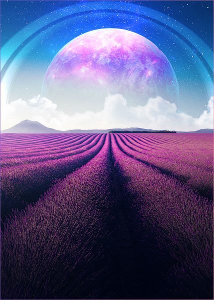 Hình nền 4K vườn hoa Lavender cho điện thoại -2900x4060 pixels