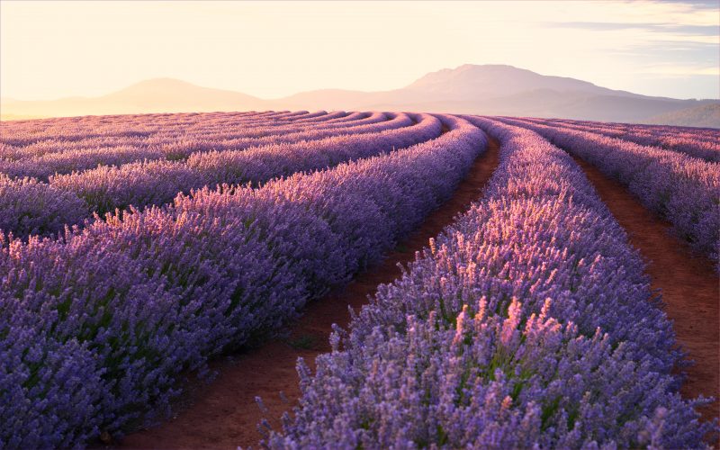 Hình nền 4K vườn hoa Lavender tím tuyệt đẹp dưới nắng sớm 3840x2400 pixels