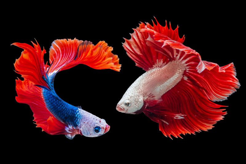 Hình nền cá betta 2 con cực đẹp