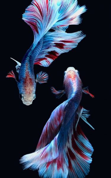 Hình nền cá betta đôi cực xinh