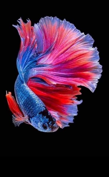 Hình nền cá betta đuôi uốn lượn