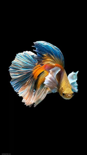 Hình nền cá Betta Full HD