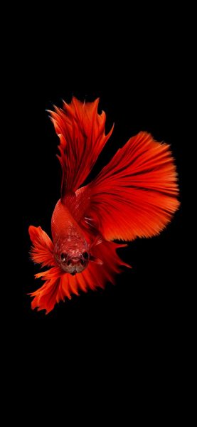 Hình nền cá betta màu cam đỏ