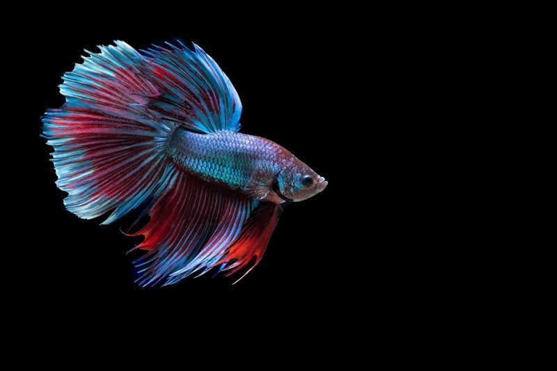 Hình nền cá betta màu đỏ trắng