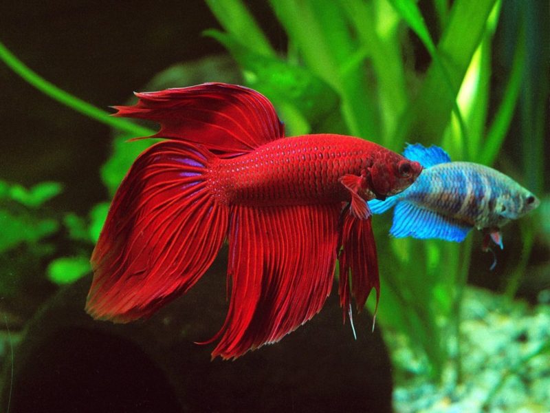 Hình nền cá betta màu đỏ và xanh