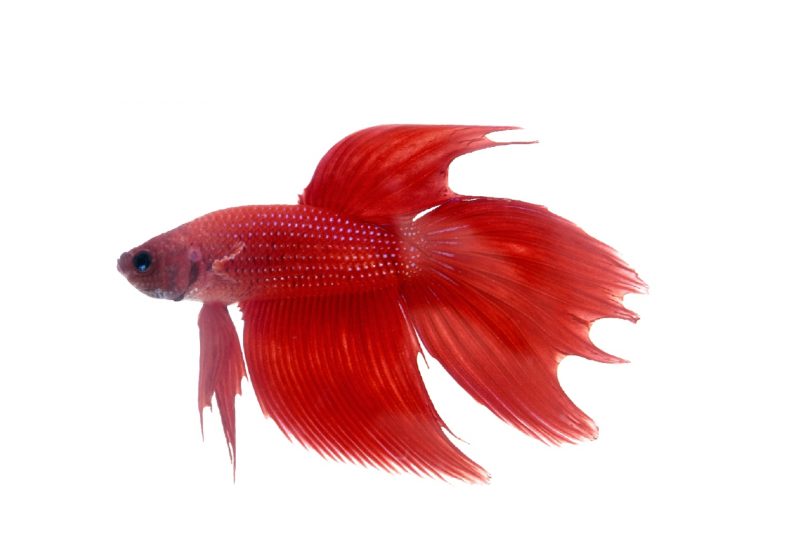 Hình nền cá betta màu đỏ xinh nhất