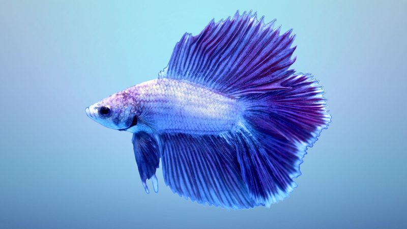 Hình nền cá betta màu tím xanh cực đẹp