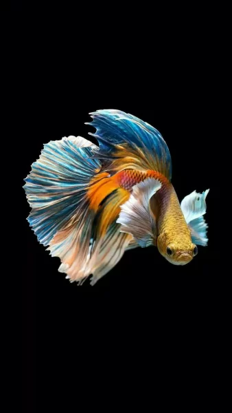 Hình nền cá betta màu vàng xanh