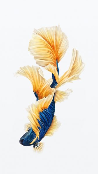Hình nền cá betta màu xanh vàng xinh