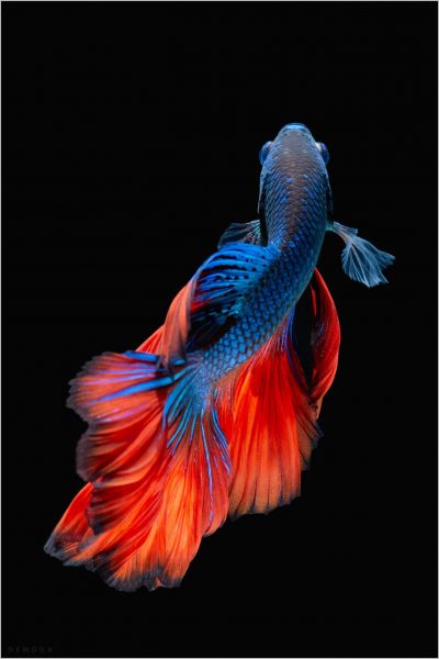 Hình nền cá betta mình xanh dương
