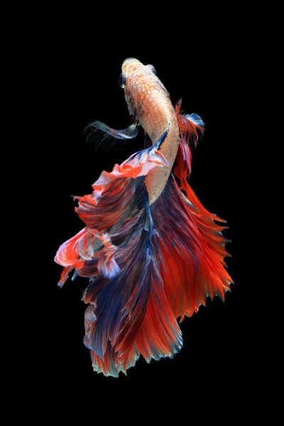 Hình nền cá betta uốn lượn