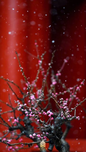 Hình nền cây hoa đào hé nụ mùa xuân