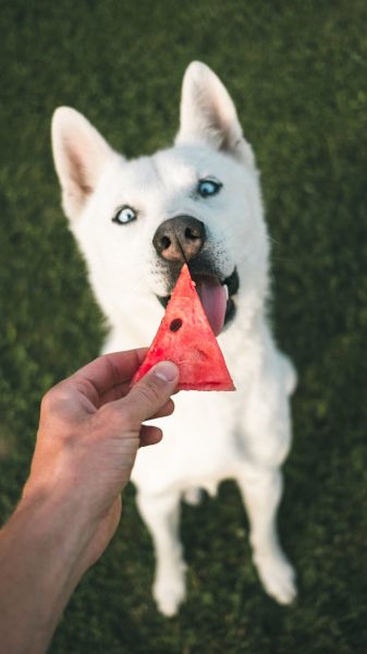 Hình nền chó ăn dưa hấu