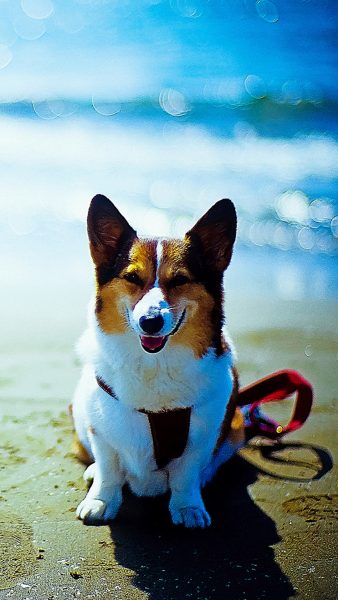 Hundetapete, die am Strand finster blickt