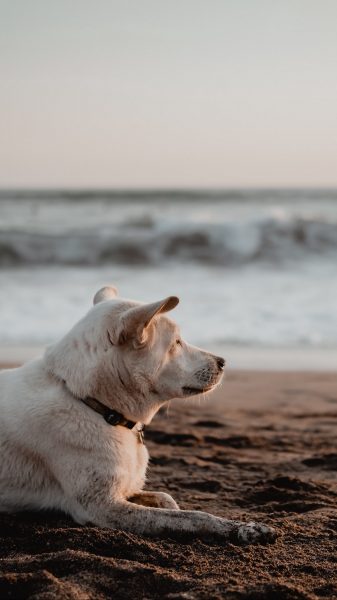 Hình nền chó ngắm biển