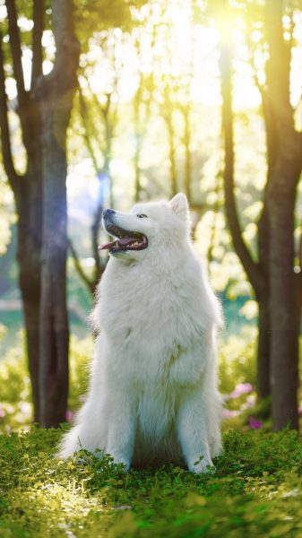 Hình nền chó trắng tắm nắng