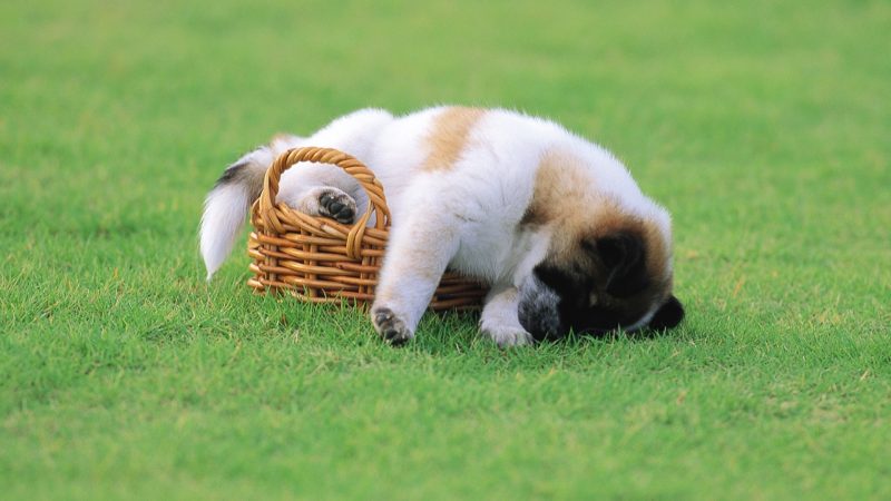 hình nền con chó ngủ gục trên cỏ
