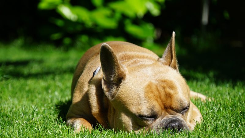 hình nền con chó ngủ trên cỏ xanh