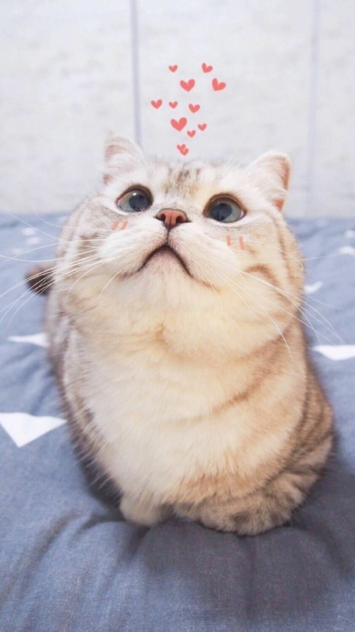 Bộ Sưu Tập Hình Con Mèo Cute Cực Chất Full 4K Với Hơn 999+ Hình