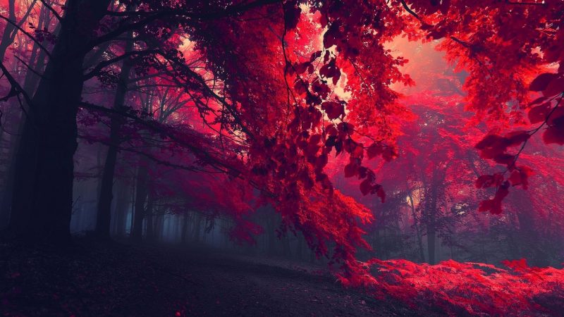 Hình nền desktop rừng lá đỏ