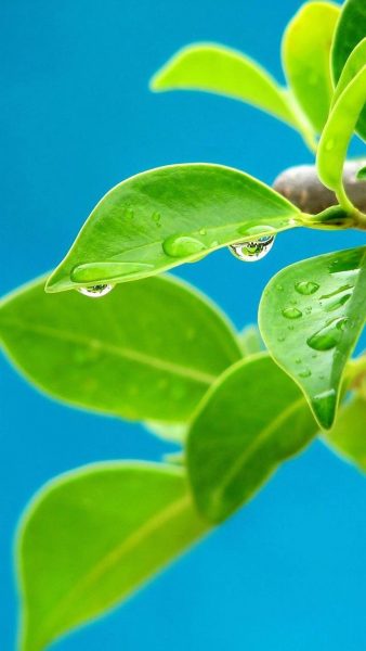 Hình nền điện Thoại lá cây