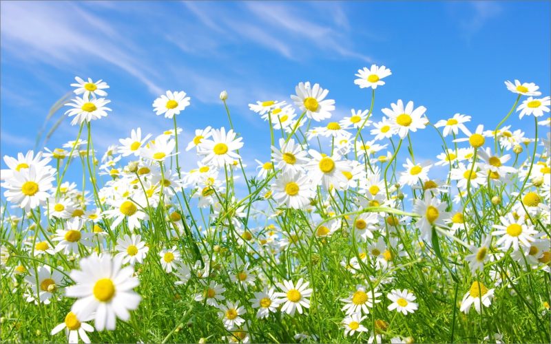 100 Hình nền ảnh các loài hoa đẹp full HD cho máy tính điện thoại