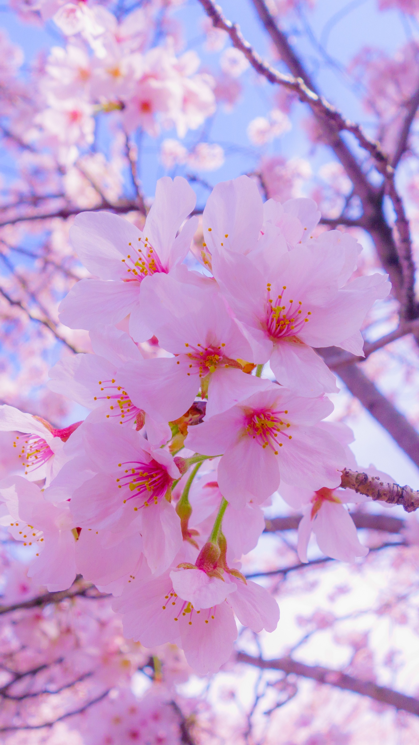 70 Hình ảnh hoa anh đào đẹp nhất Nhật Bản cho điện thoại, PC