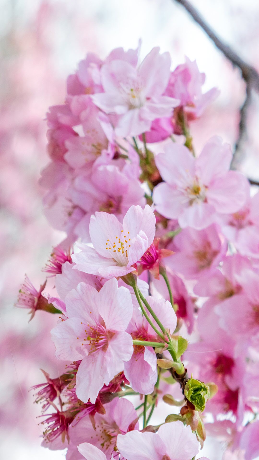 50 Hình nền hoa anh đào đẹp nhất của đất nước Nhật Bản  Văn Hóa Học