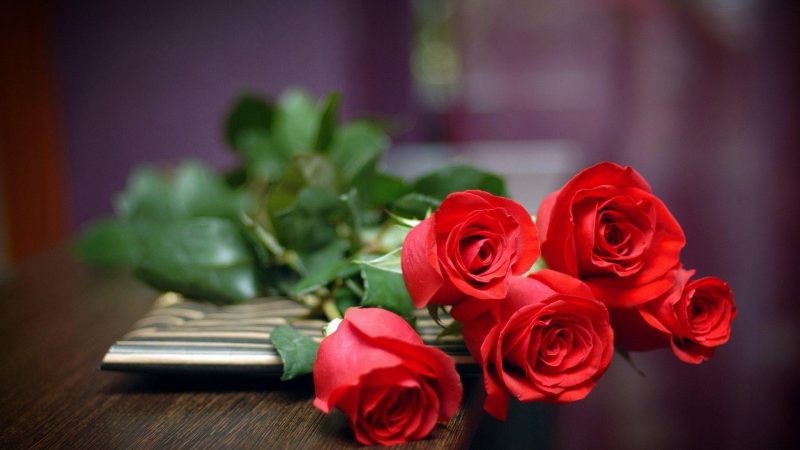 Hình nền hoa hồng nhung tuyệt đẹp