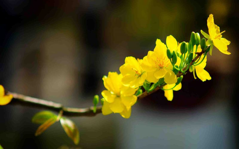 Hình nền hoa mai vàng mùa xuân