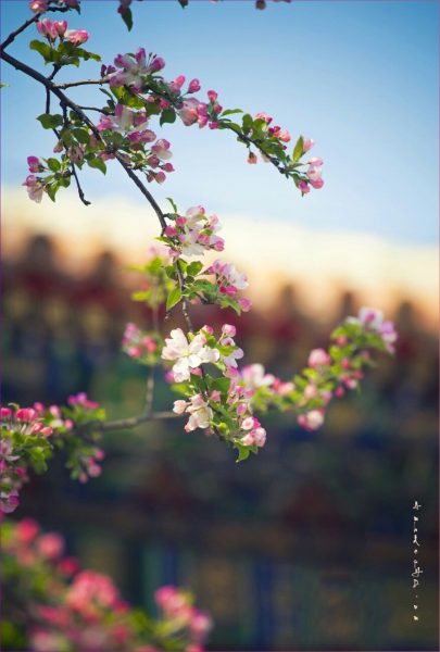Hình nền hoa mùa xuân cho iPhone